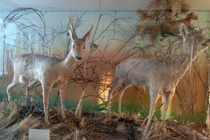 Выставка «Зал природы»