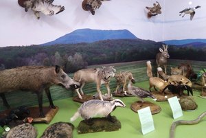 Программа «Животный мир Северского района»