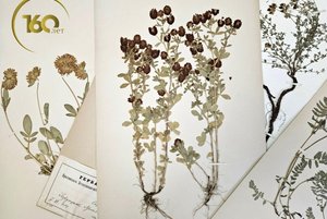 Виртуальная выставка «О чем рассказывает гербарий?»