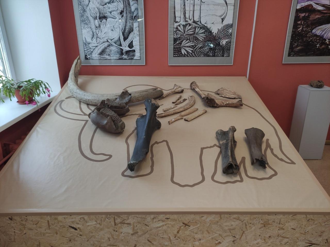 Выставка «Палеолетопись Прикамья»