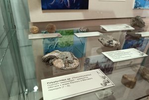 Выставка «Ископаемые зверушки»