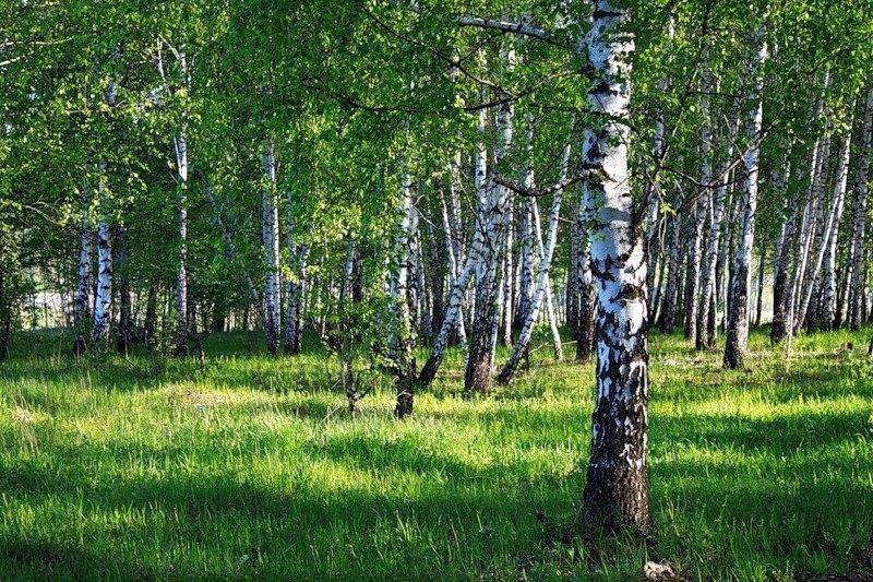Фотовыставка «Берёзонька» приуроченная ко Всемирному Дню Берёзы