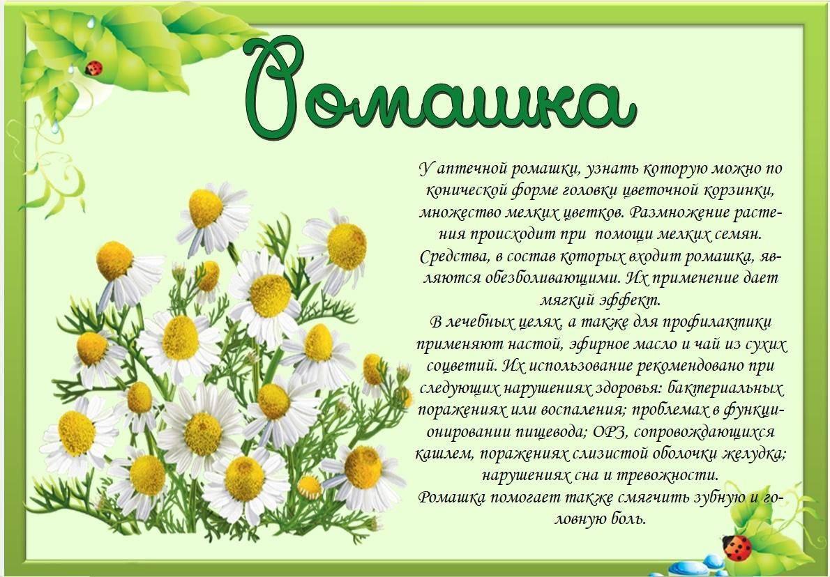 Беседа «Лечебные травы»