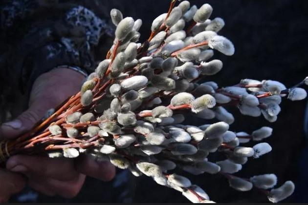 Фольклорный праздник «Верба, вербочка - чудо-веточка»