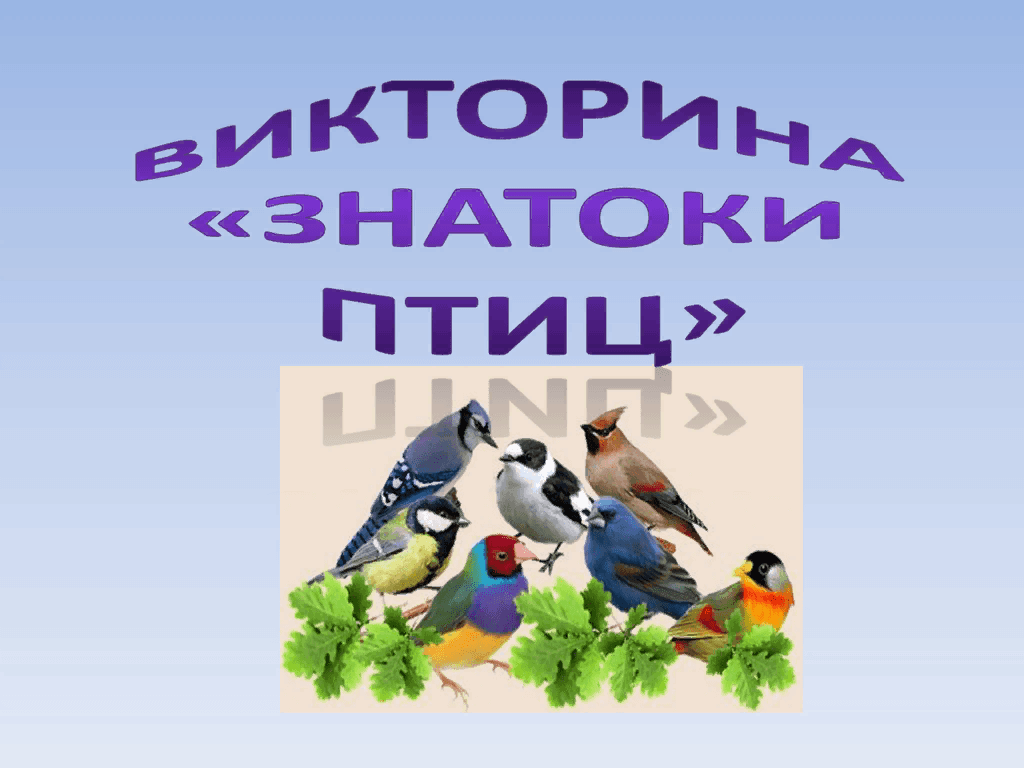 «Знатоки птиц»