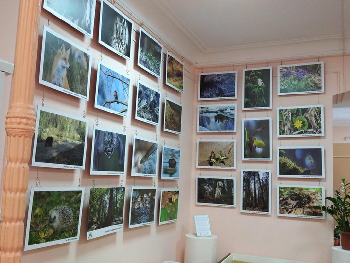 Выставка «Истории Кологривского леса»