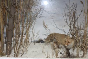 Выставка «Природа Крымского района»