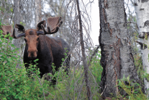 Квиз «Познаем Югру»