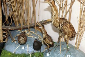 Выставка «Палеонтология и природа Кирсановского края»