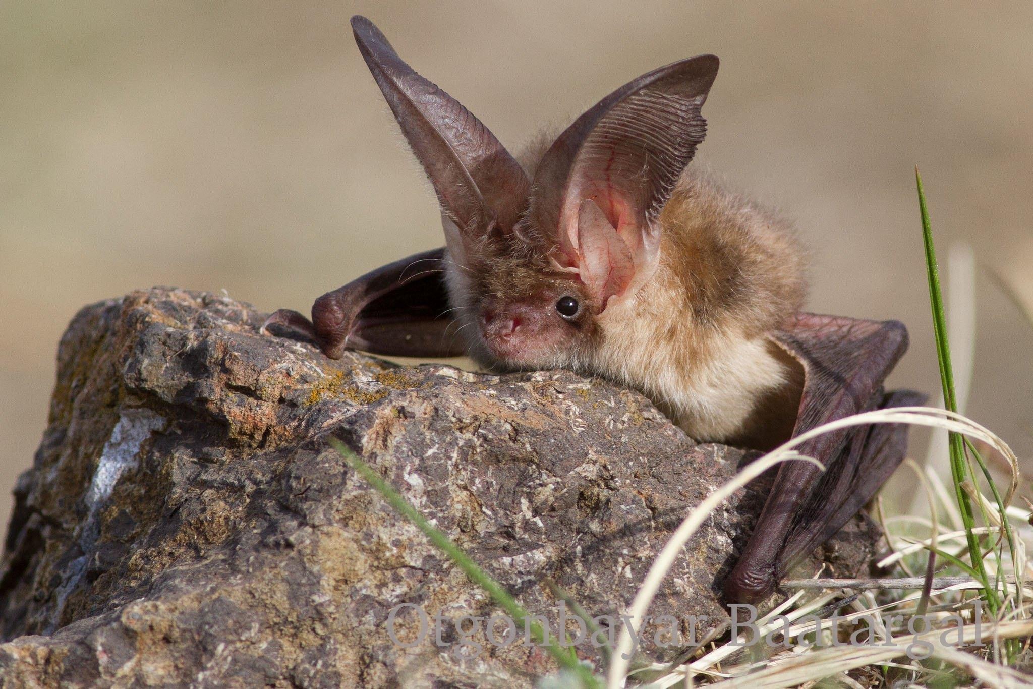 Лекция «Как общаются между собой тенелюбивые и ночные животные»