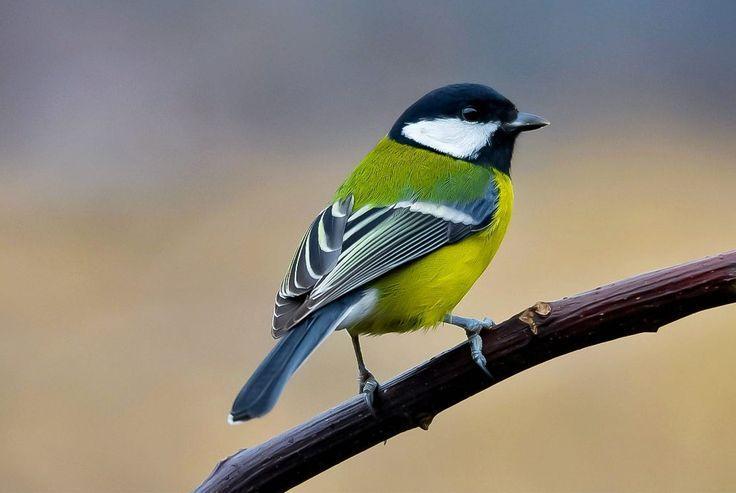 Познавательная рубрика «Синичкин праздник»