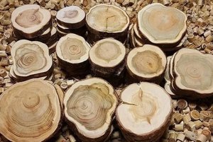 Мастер-класс «Красота природного материала»