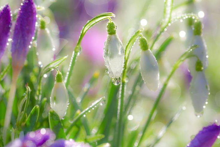 «Апрель-на дворе капель»