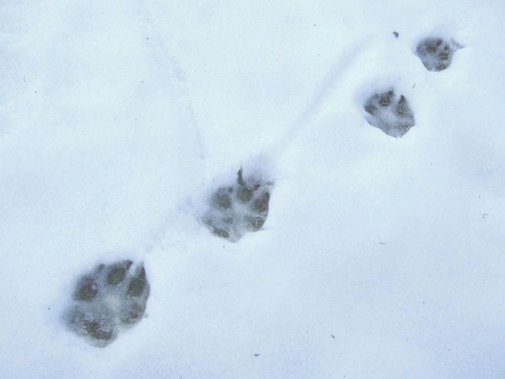 Заячьи и лисьи следы на снегу. Следы волка следы лисы и следы медведя.. Следы диких животных на снегу. Звериные следы на снегу. Следы животных зимой.