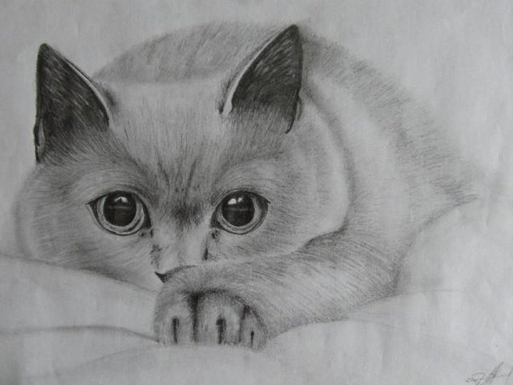 Выставки карандашных рисунков