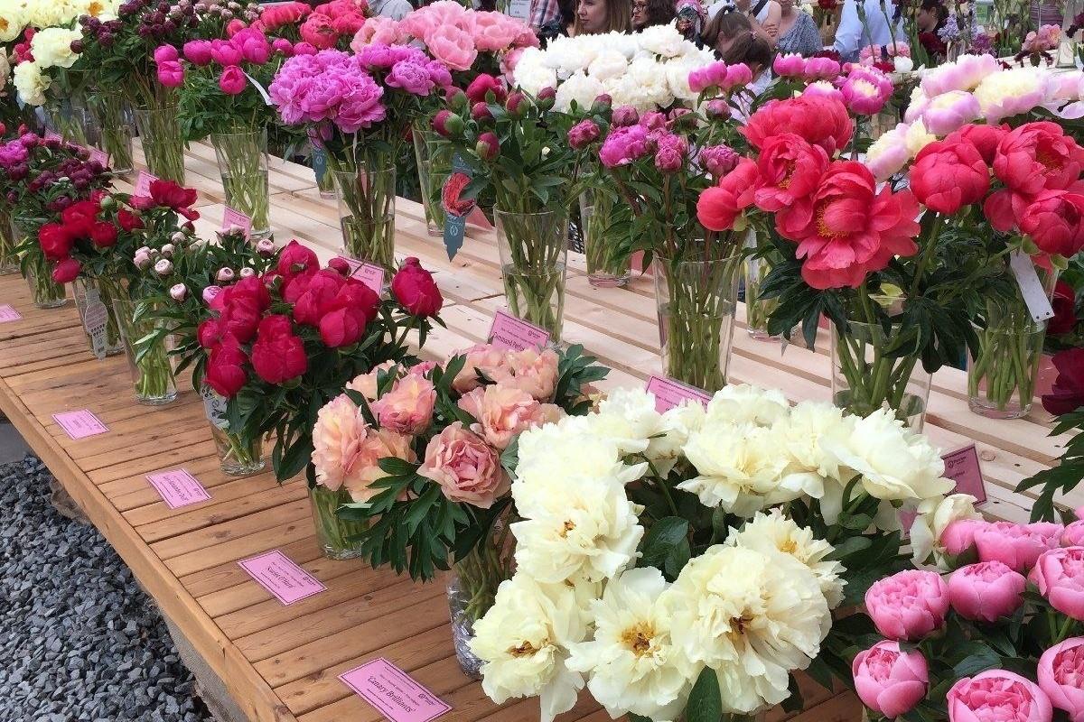 Выставка «Первые весенние цветы»