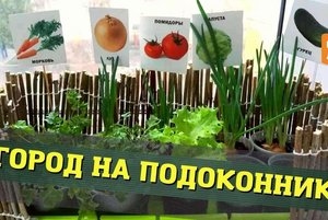 Огород на подоконнике