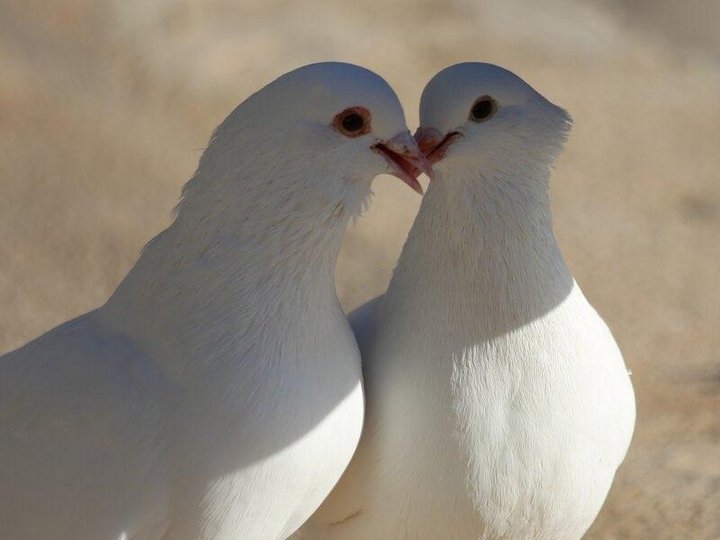 Фольклорная площадка разучивание песни «Пара голубей»