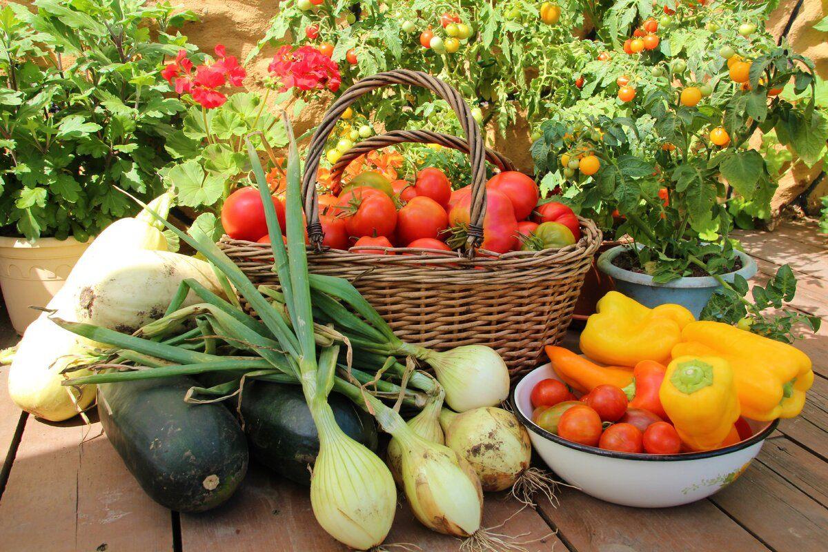 Клуб садоводов и огородников.