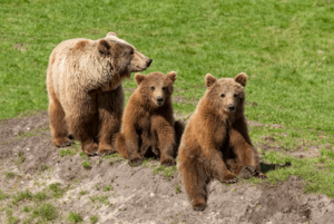 Познавательный час «Косолапые истории»