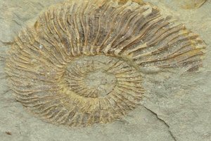 Экспозиция «Палеонтологическое прошлое края»