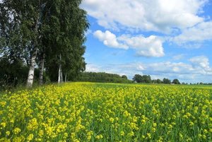 Программа «Вот она какая, сторонка родная!»