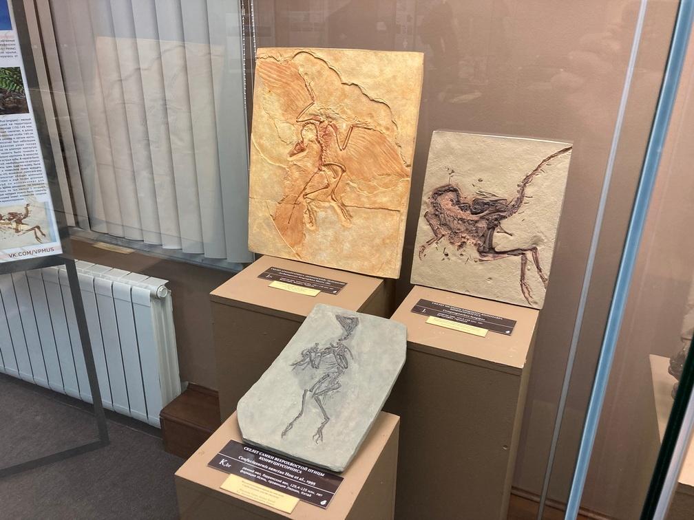 Выставка «Древняя жизнь»