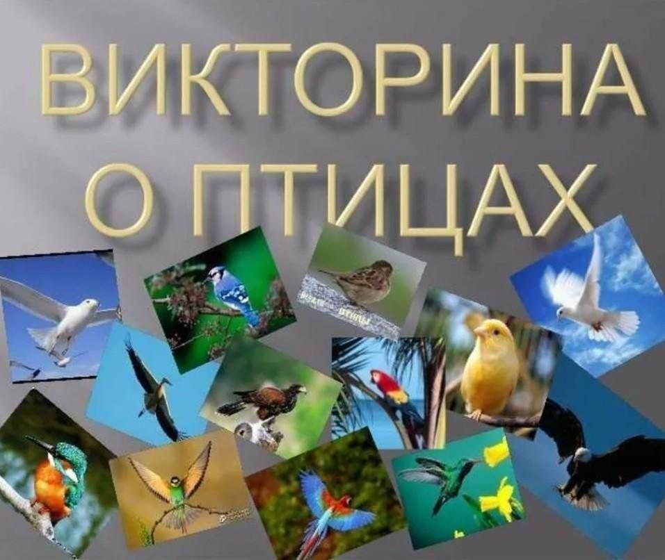 «Могҗизалар кыры»–игра-викторина про птицт