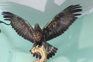 Выставка «PRO птиц»