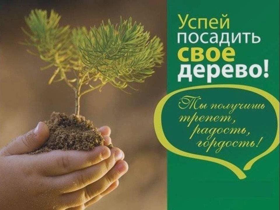 Экологическая акция «Посади своё дерево».